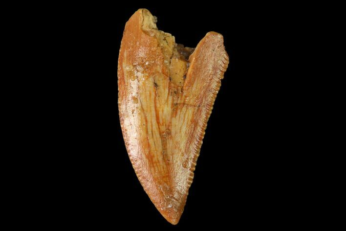 Serrated, Raptor Tooth - Real Dinosaur Tooth #160002